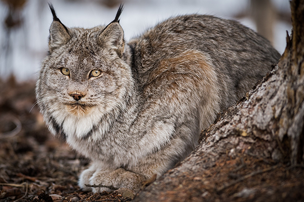 blog wildfelines lynx