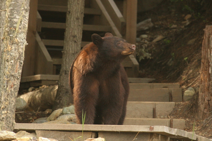 Whistler’s Big 4 Predatory Animals – A Guide for Nature Lovers