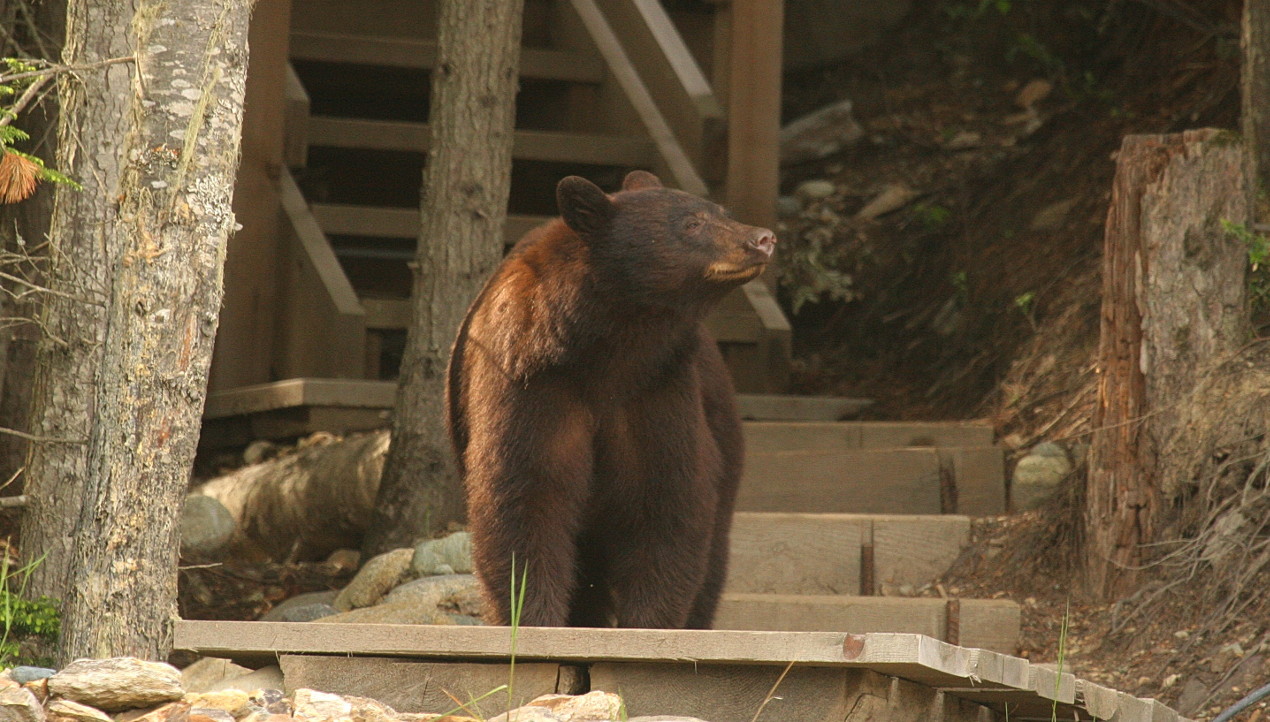 Black Bear on Course