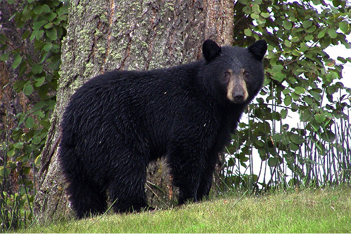 Creature Feature: American Black Bear