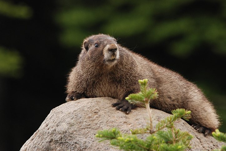 Creature Feature: Hoary Marmot