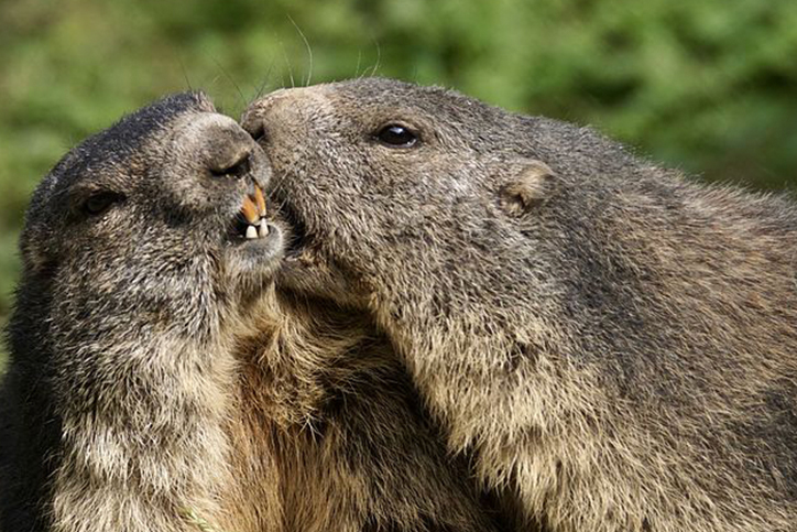 HoaryMarmots2