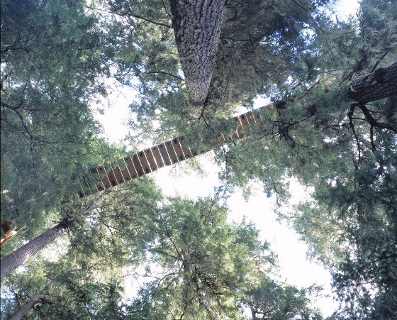 tree top canopy tour