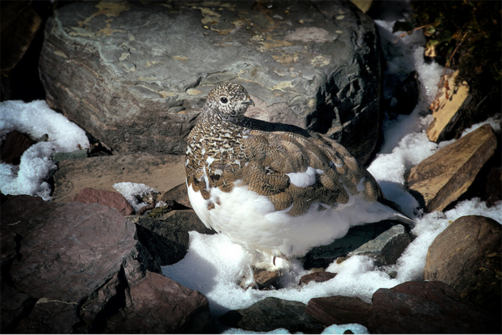 Creature Feature: White-Tailed Ptarmigan