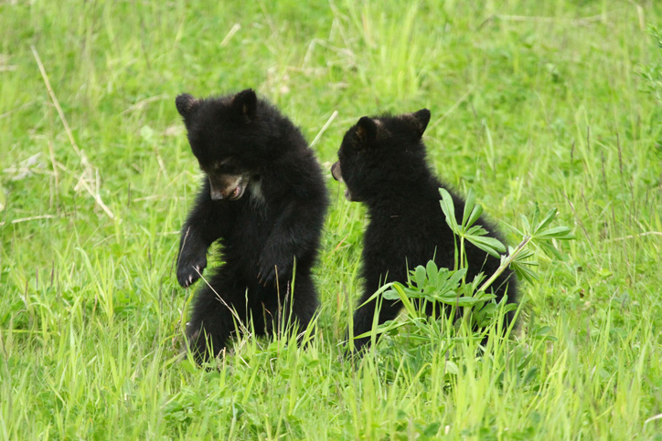 black bear cubs