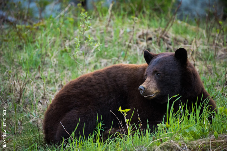Whistler's Black Bears Have Emerged!