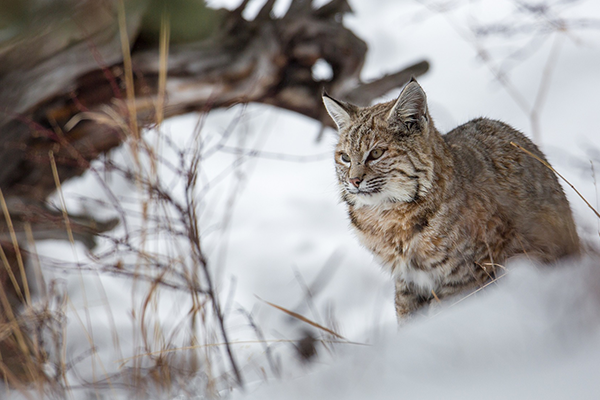 blog wildfelines bobcat