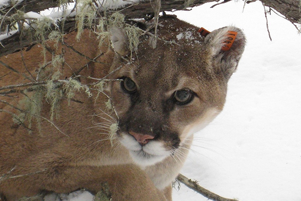 blog wildfelines cougar