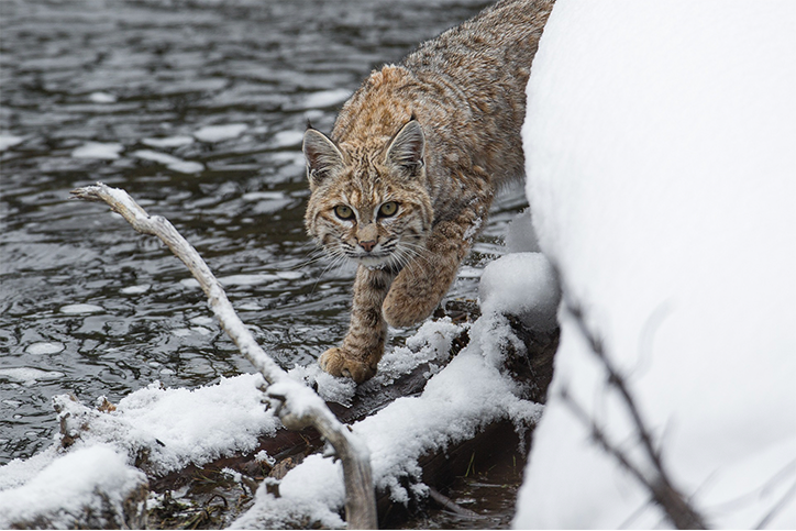 Creature Feature: Wild Cats of Canada