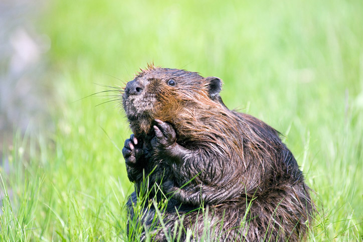 Creature Feature Canada 150 Edition: The Beaver
