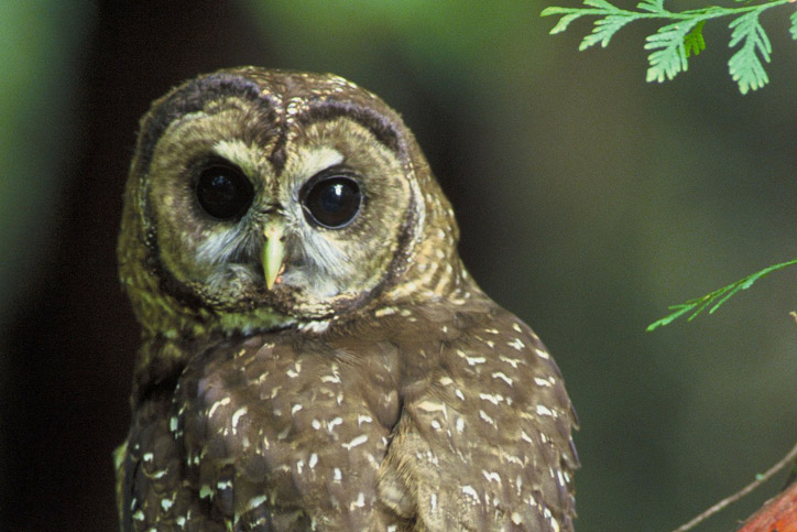 Creature Feature: Northern Spotted Owl