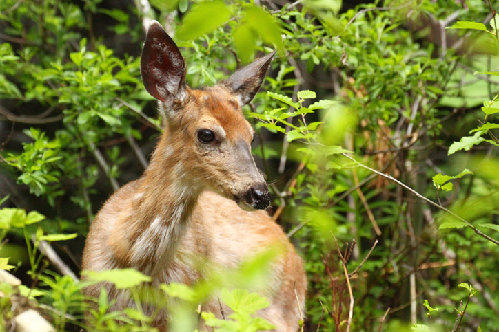 whistler wildlife ziptrek