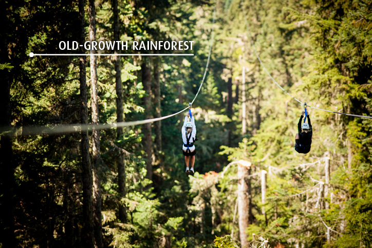 ziptrek rainforest